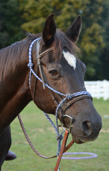 C2-Captain.image_-350x550