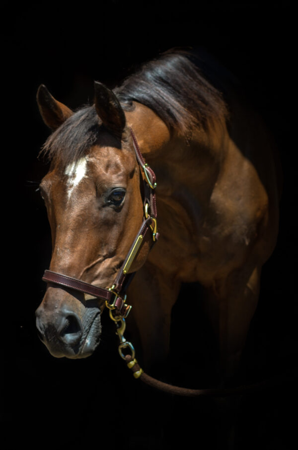 Ursula’s Dreamer (“Dreamer”)