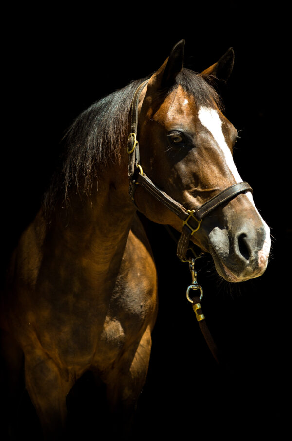 Max’s Foxy Hotrod (“Foxy”)