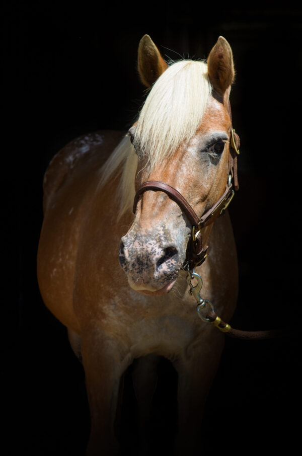 Mustang Sally ("Sally")