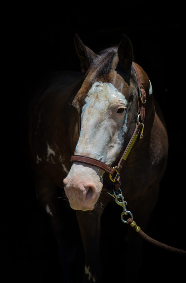 Hi Country Phantom ("Tilly")