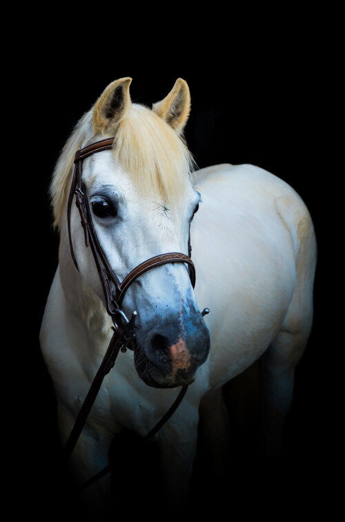 Charmsley E Kay G  (“Kay”)